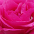 Różowy  - Róże rabatowe floribunda - Tom Tom